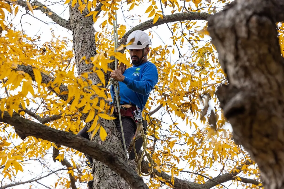 Skilled Tree Trimming crew working in Woodridge