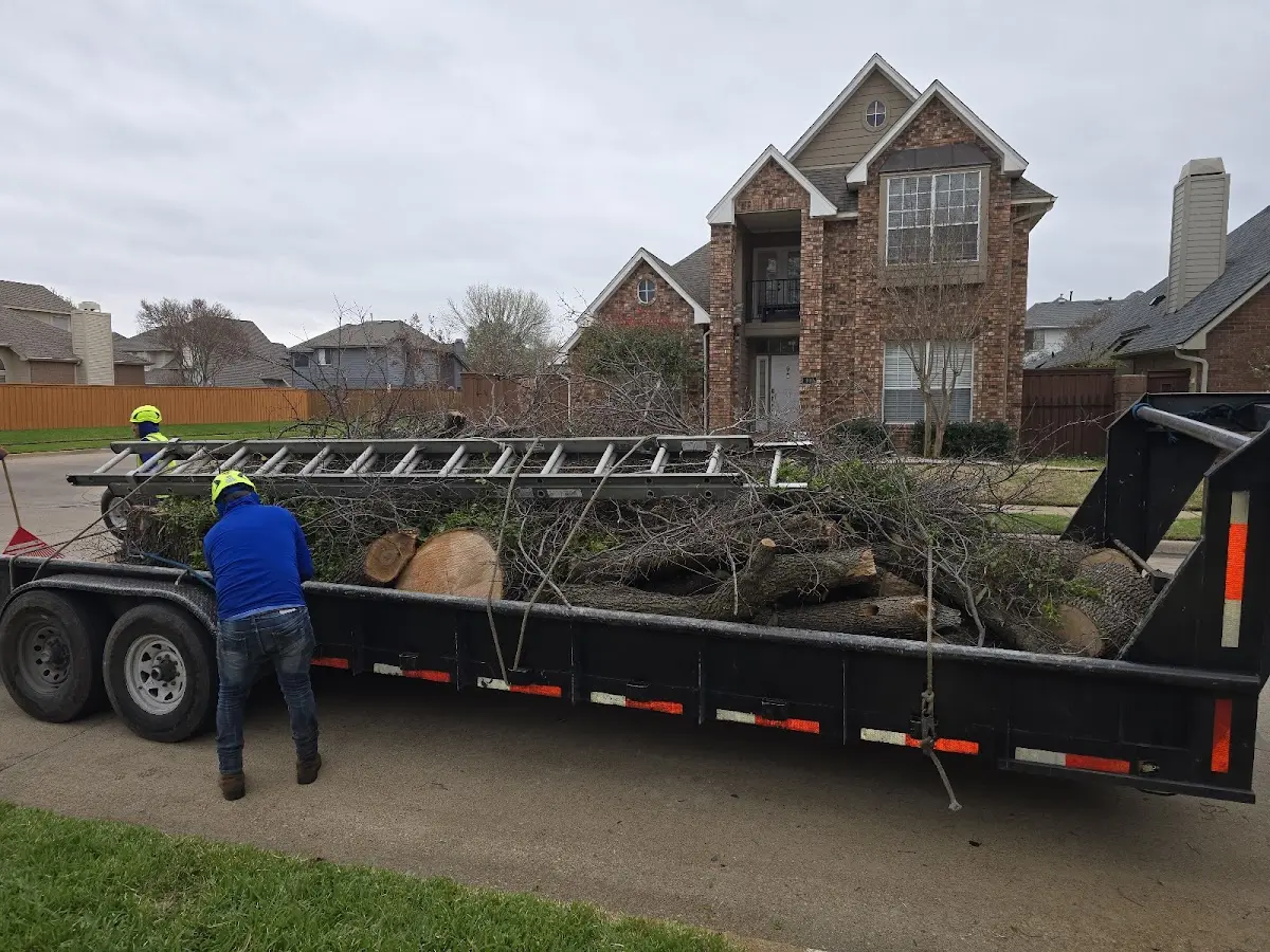 Expert Deadwooding with proper safety equipment in Woodridge